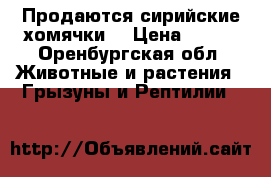Продаются сирийские хомячки  › Цена ­ 150 - Оренбургская обл. Животные и растения » Грызуны и Рептилии   